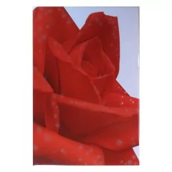 Imagen de Flor Rosa Roja en Azulejo Blanco 20x30 cm - Alcesa